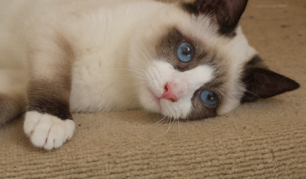 Голубоглазый кот сноу-шу