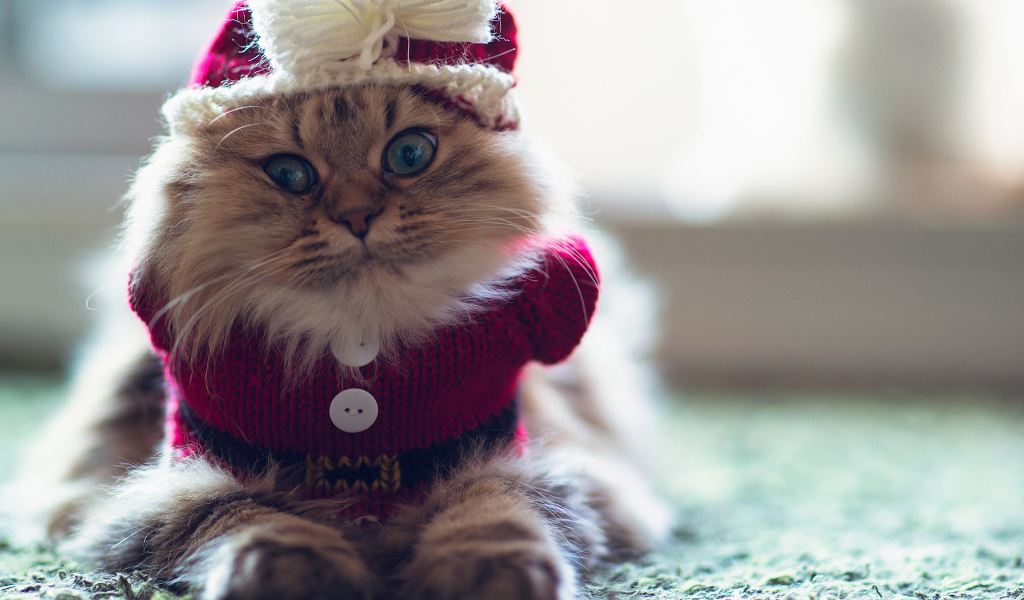 Кот в одежде