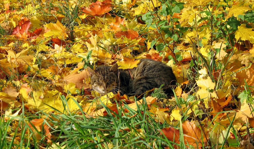 Кот в осенней листве
