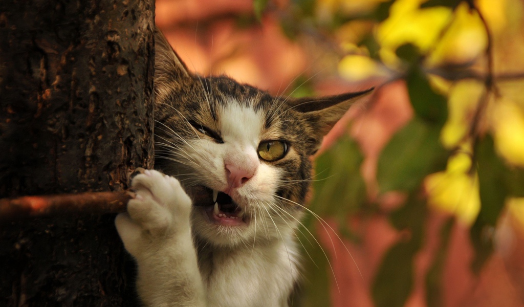 Кот грызет палку