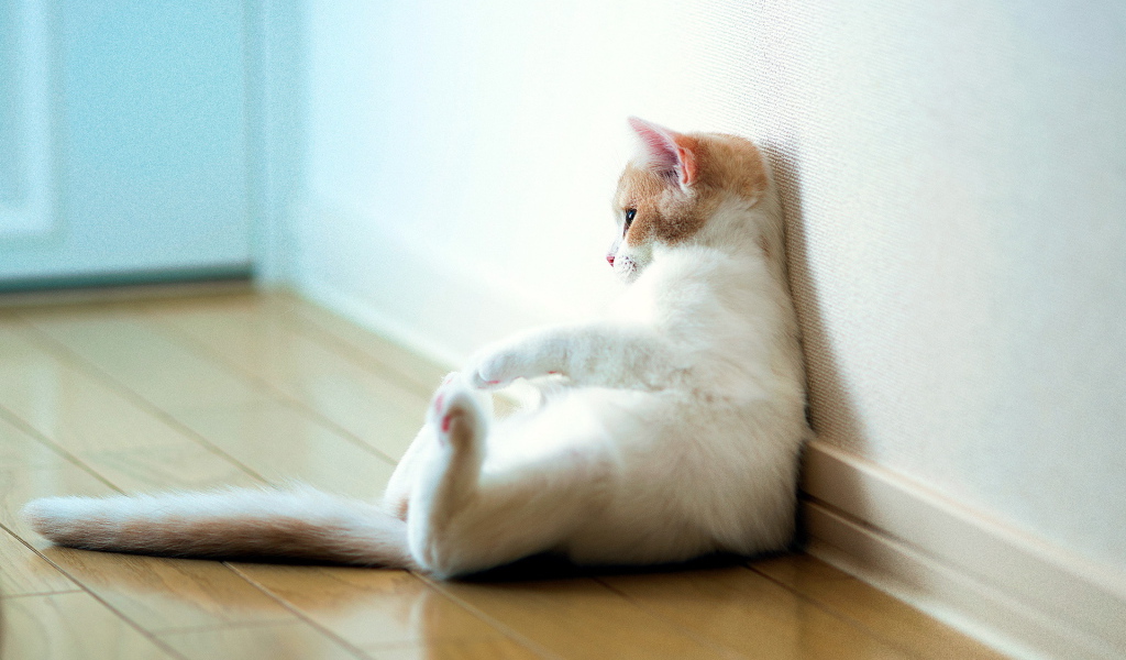 Кошка отдыхает у стены