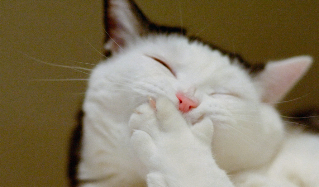 Кот смеется