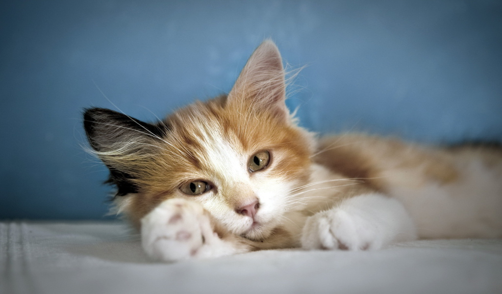 Кошка лежит на лапе