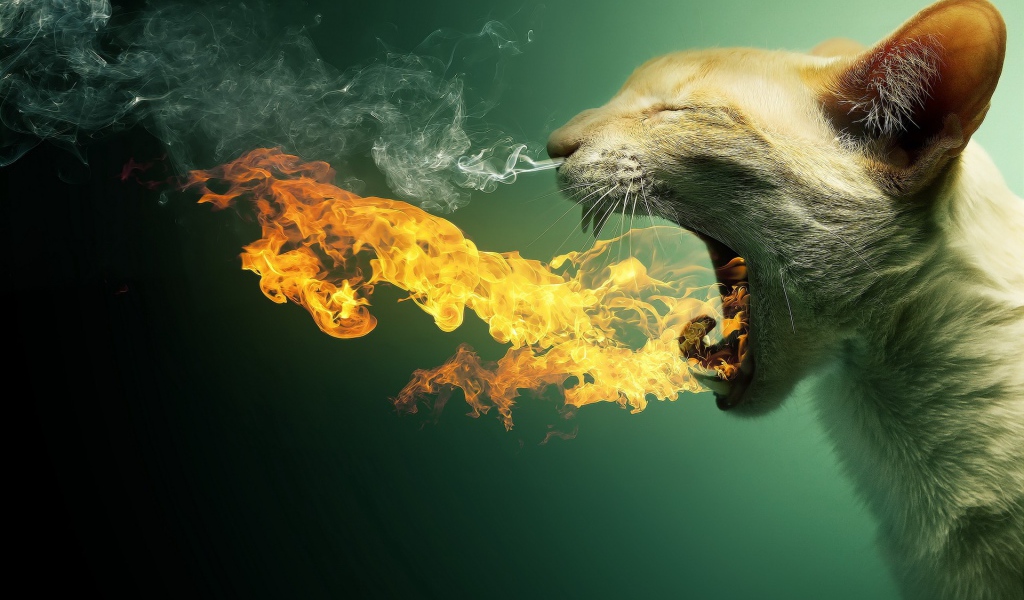 Кот изрыгающий огонь
