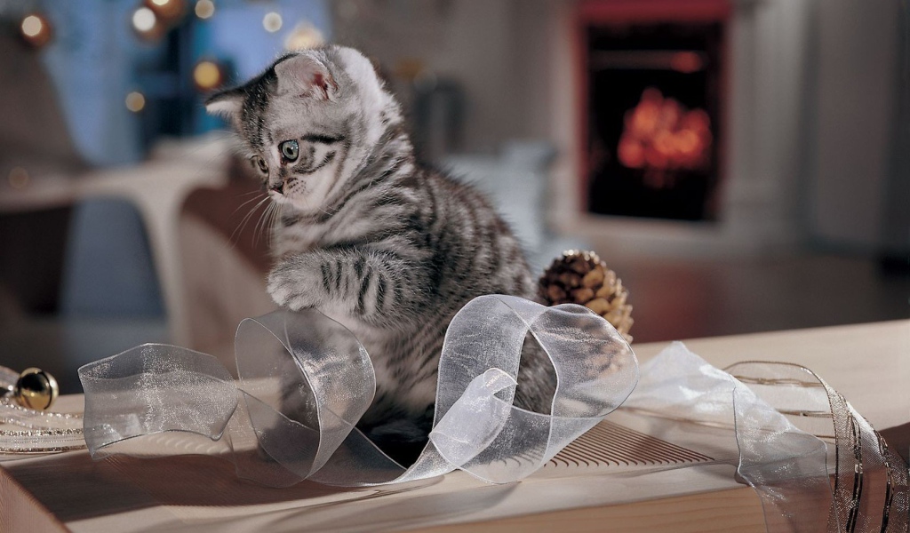 Котенок играет с лентой