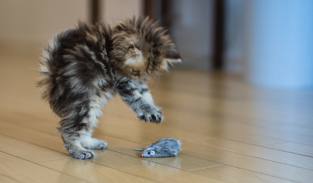 Котенок играет с мышкой