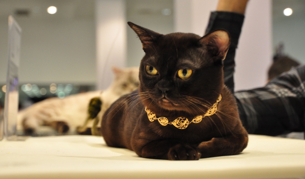 Украшение на бурманской кошке