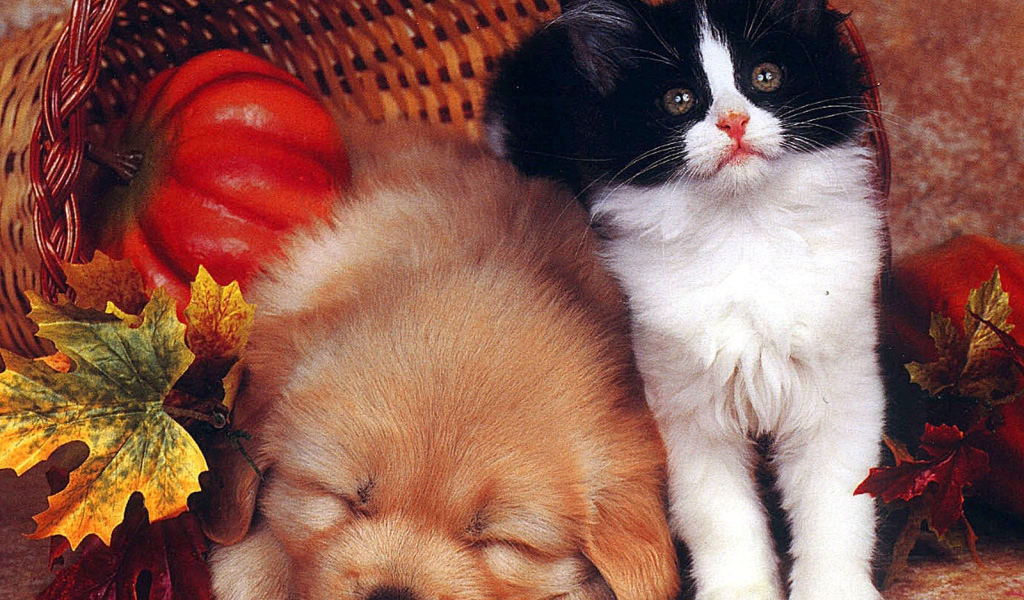 Собака спит а кот охраняет