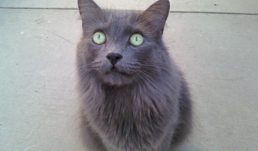 Зеленоглазый кот нибелунг