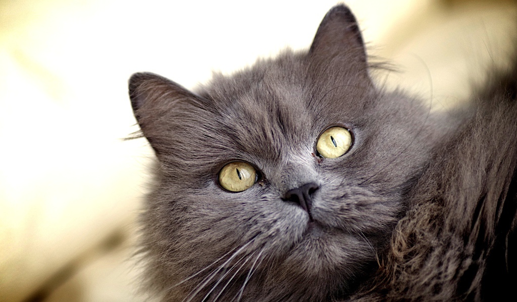 Зеленоглазый пушистый кот