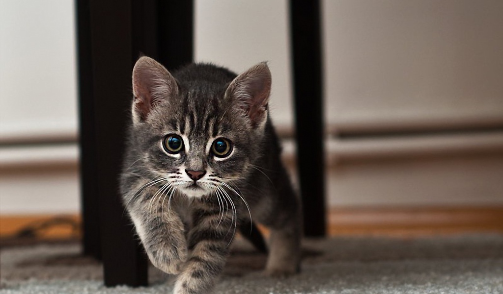 Котенок идет по ковру