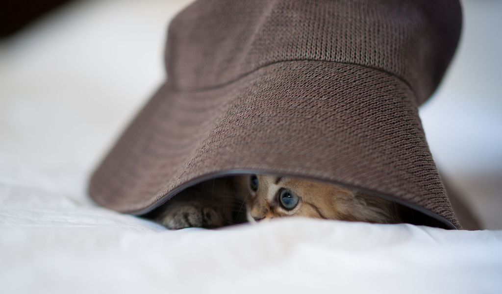 Котенок под шляпой