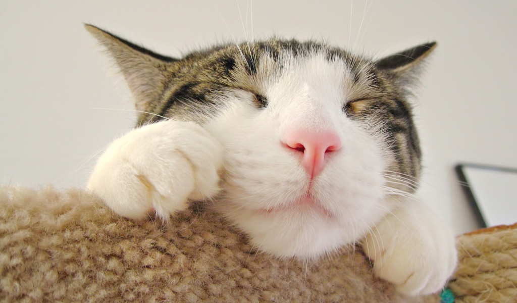 Морда спящего кота