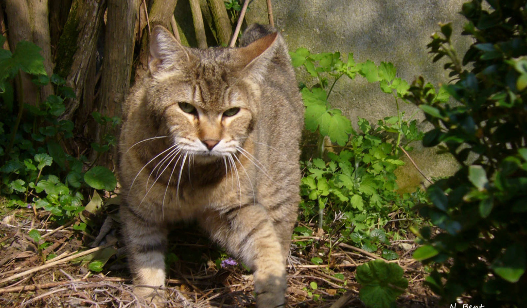 Хозяин сада пиксибоб