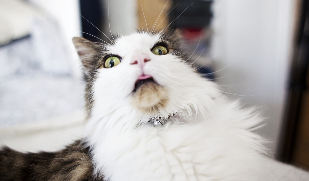 Удивленная морда кота