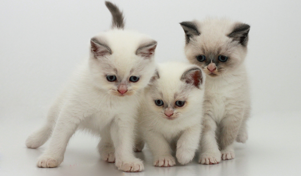 Три котенка бурмилла