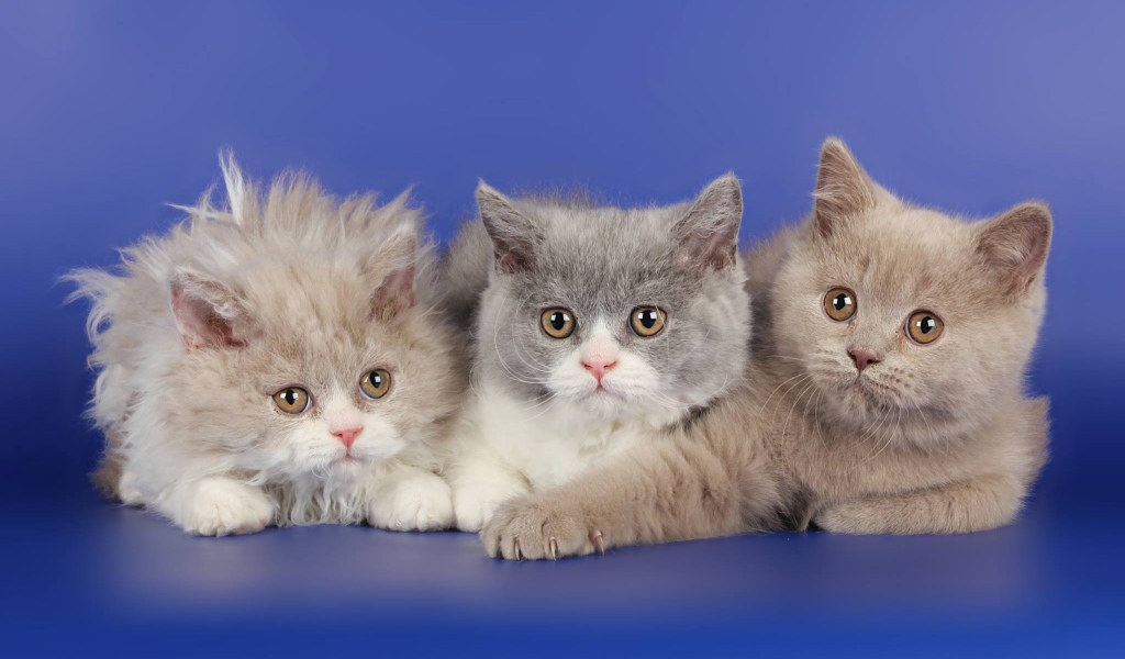 Три котенка селкирк рекс