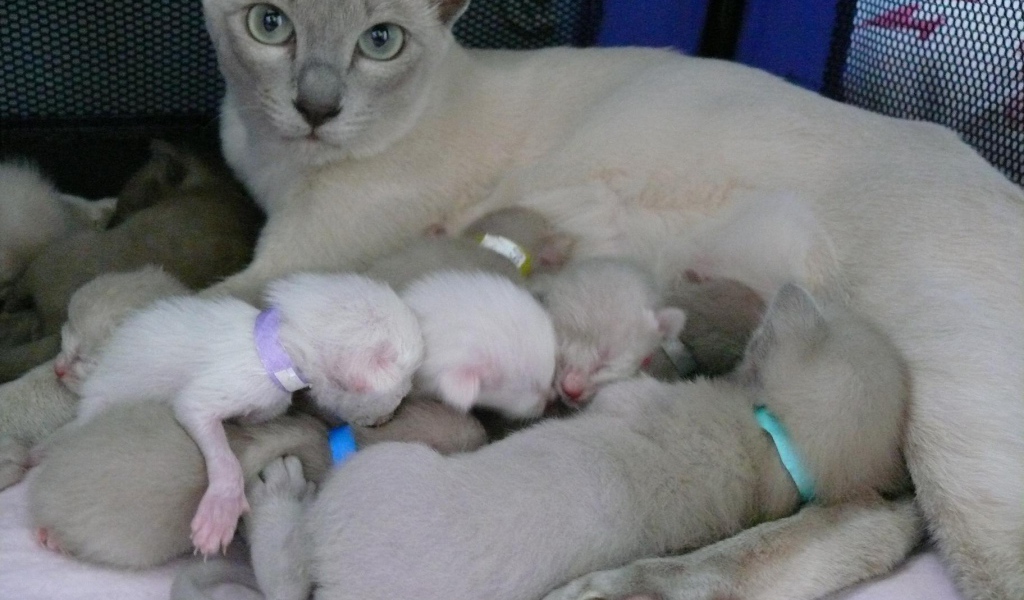 Тонкинская кошка с котятами