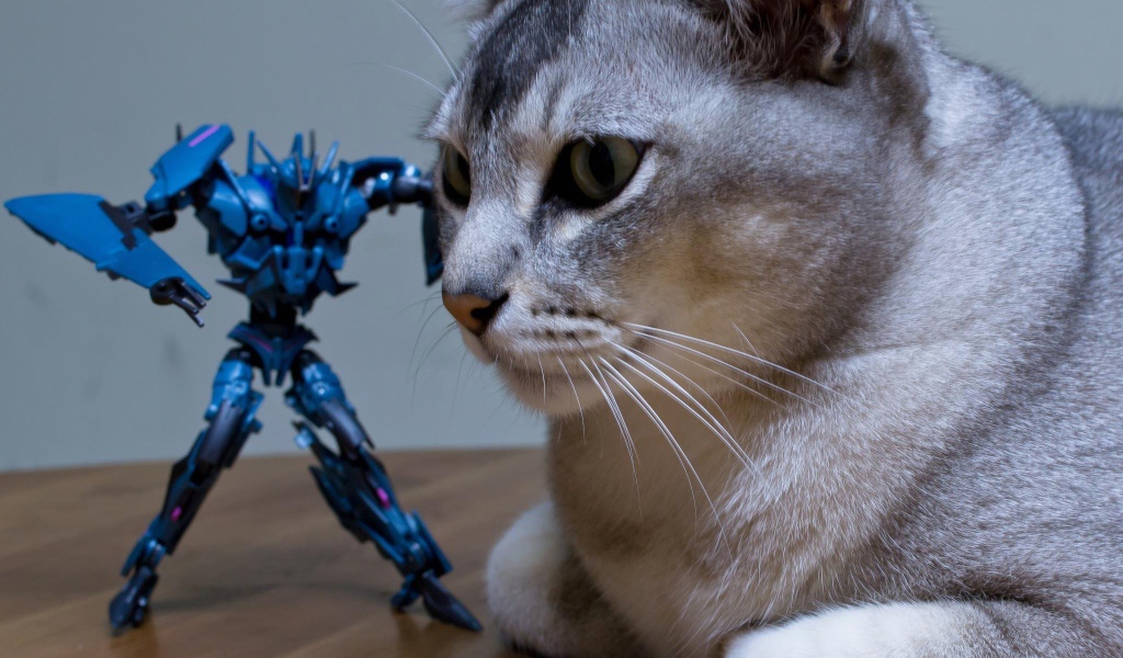 Игрушка атакует кошку бурмилла