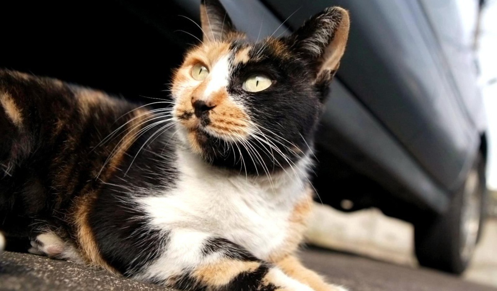 Трехцветная американская жесткошерстная кошка