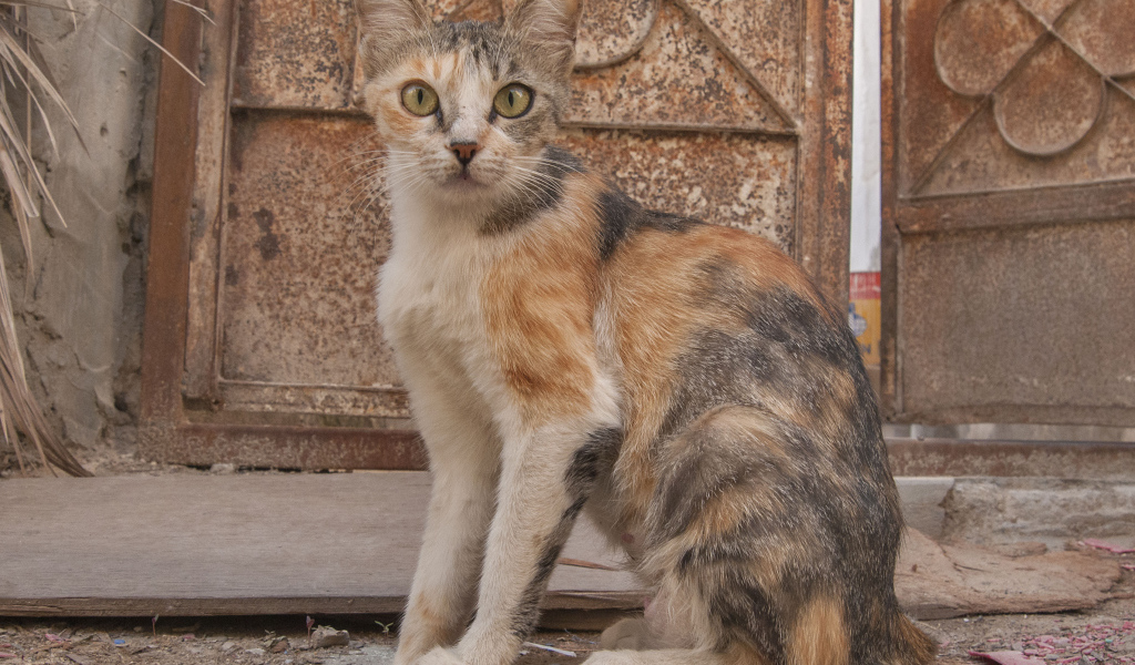 Трехцветный аравийский мау