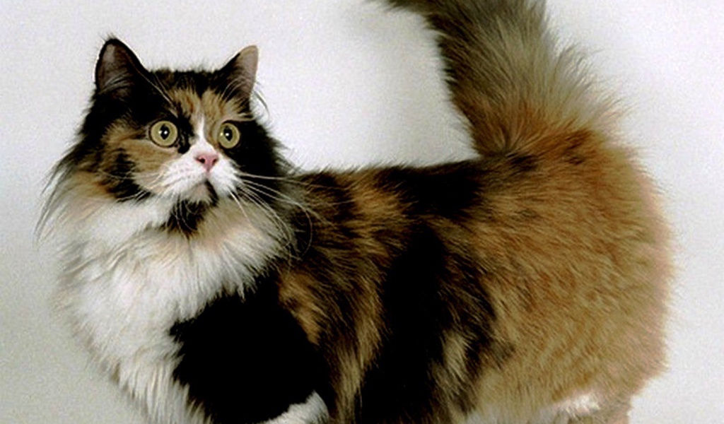 Трехцветная кошка манчкин