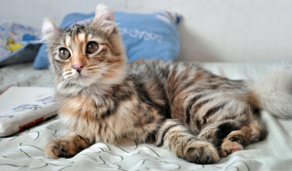 Трехцветный котенок американский керл