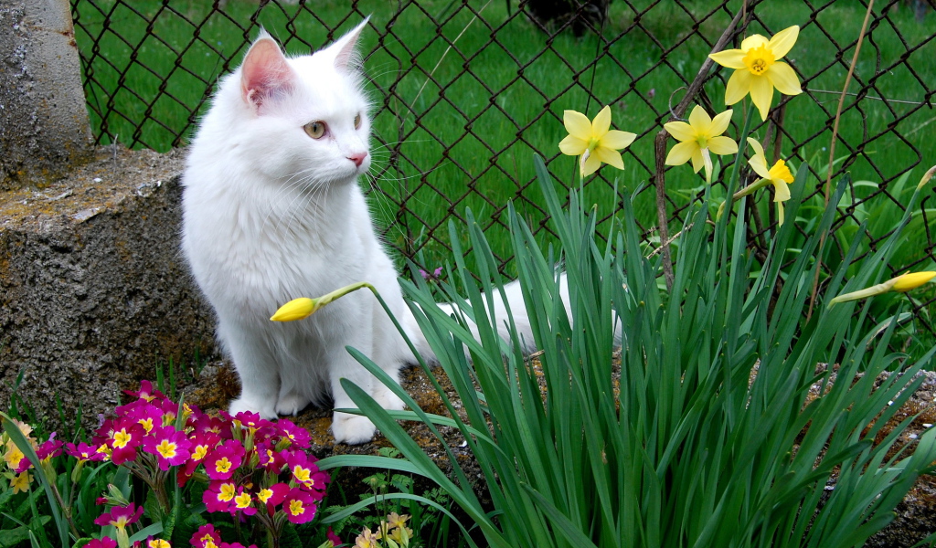 Кошка турецкая ангора среди цветов
