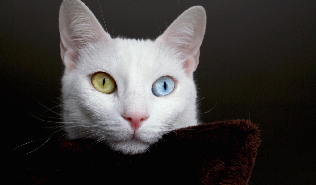 Мордочка кота турецкая ангора