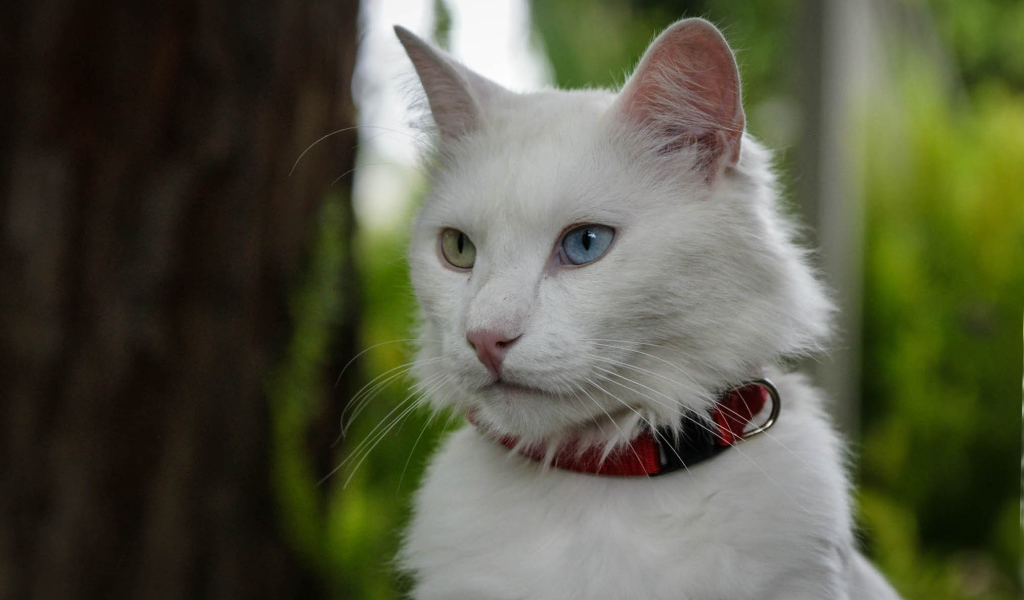 Кот турецкая ангора в ошейнике