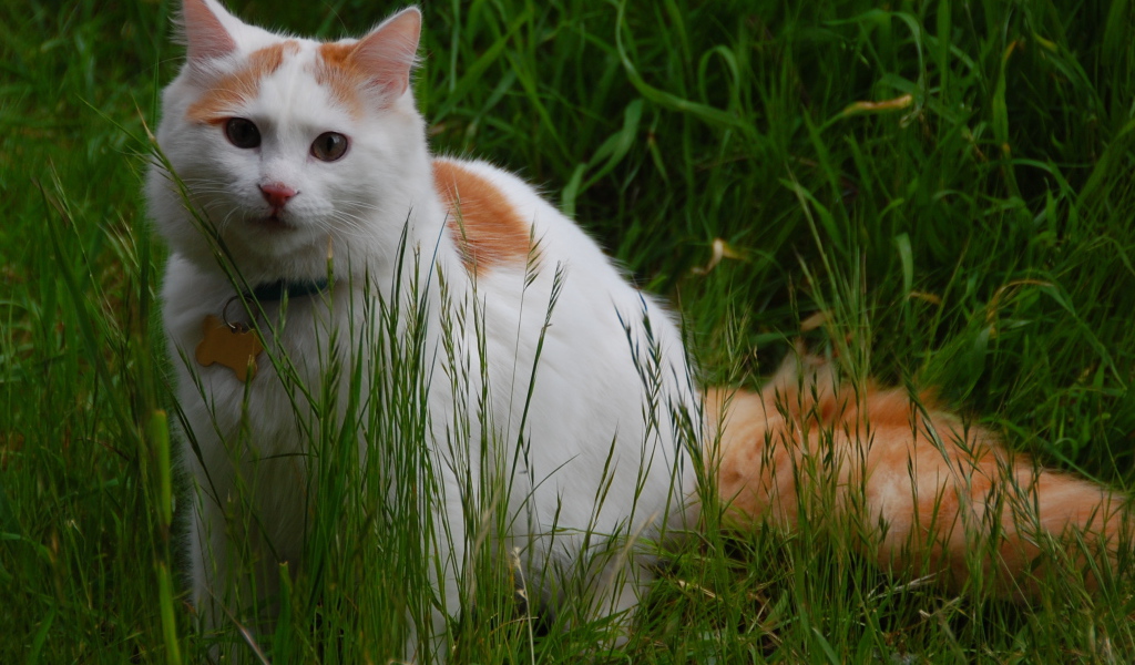 Турецкий ван на природе