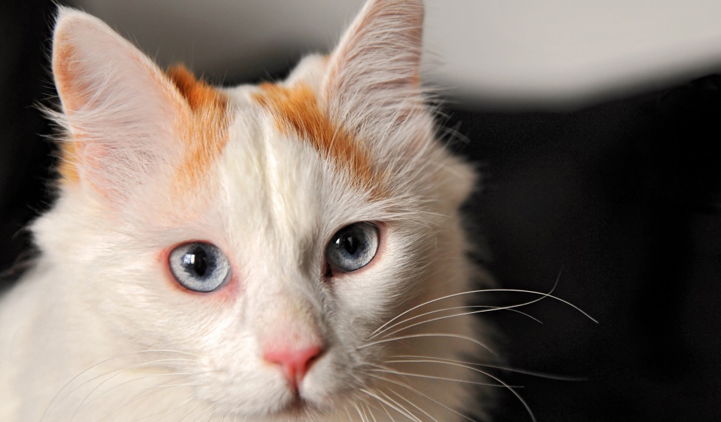 Котенок турецкий ван