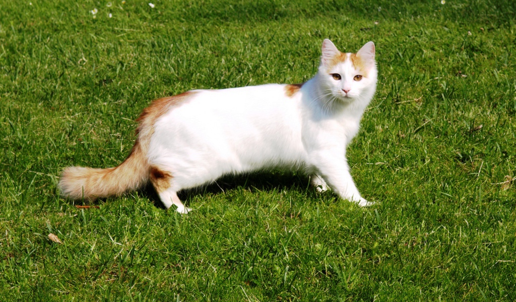 Турецкий ван на траве