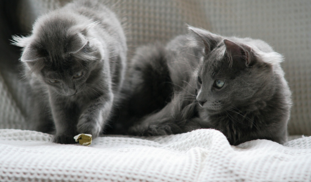 Два кота нибелунга