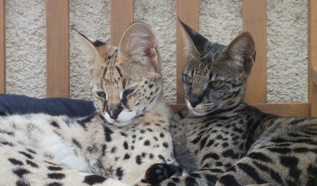 Два кота саванна