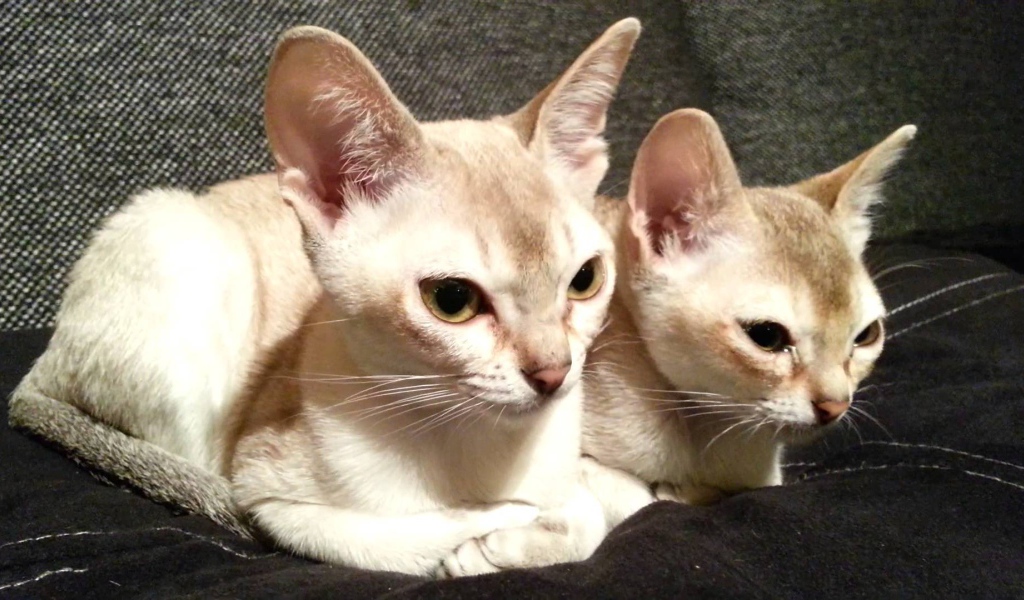 Две сингапурских кошки