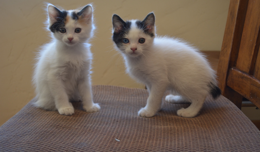 Два котенка японского бобтейла