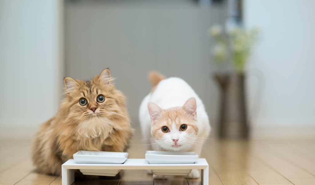 Два кота у кормушки