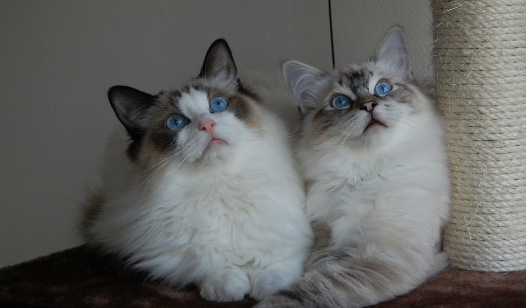 Два кота рэгдолл