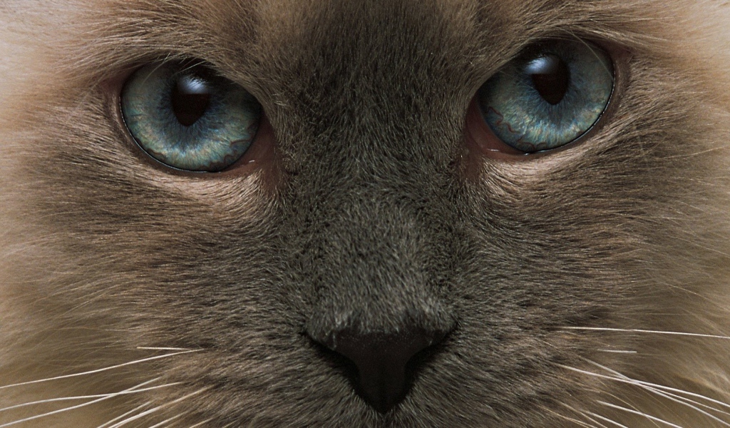 Взгляд тонкинской кошки