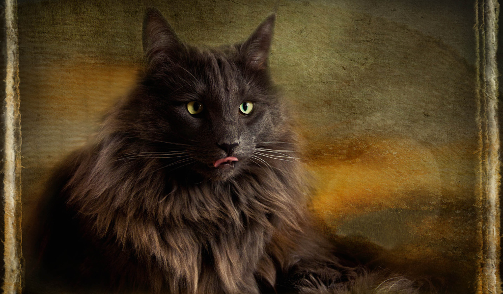 Обои с норвежской лесной кошкой