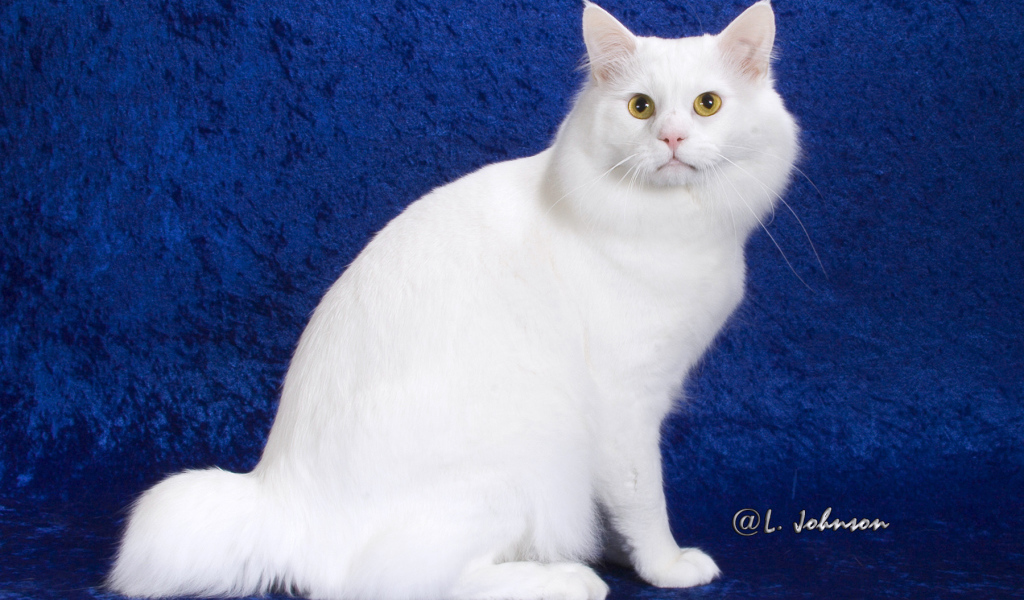 Белый американский бобтейл