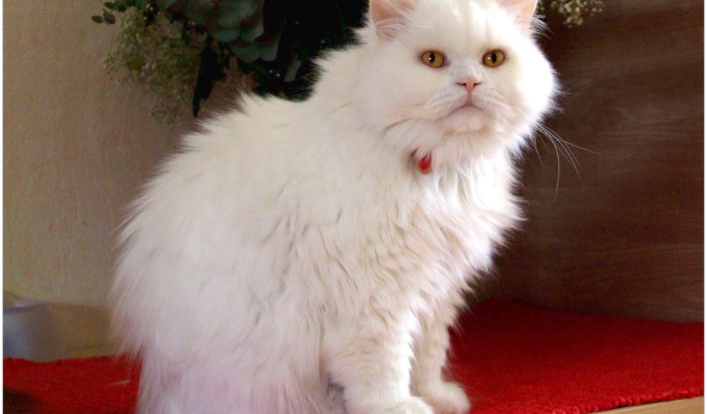 Белая британская длинношерстная кошка