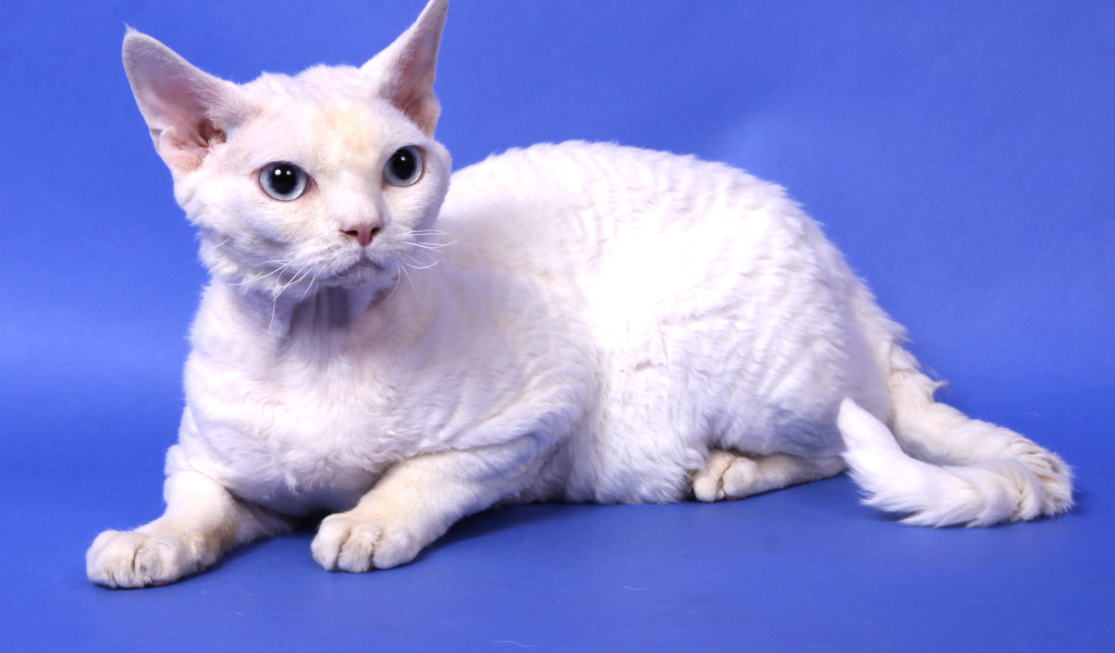Белый девон-рекс