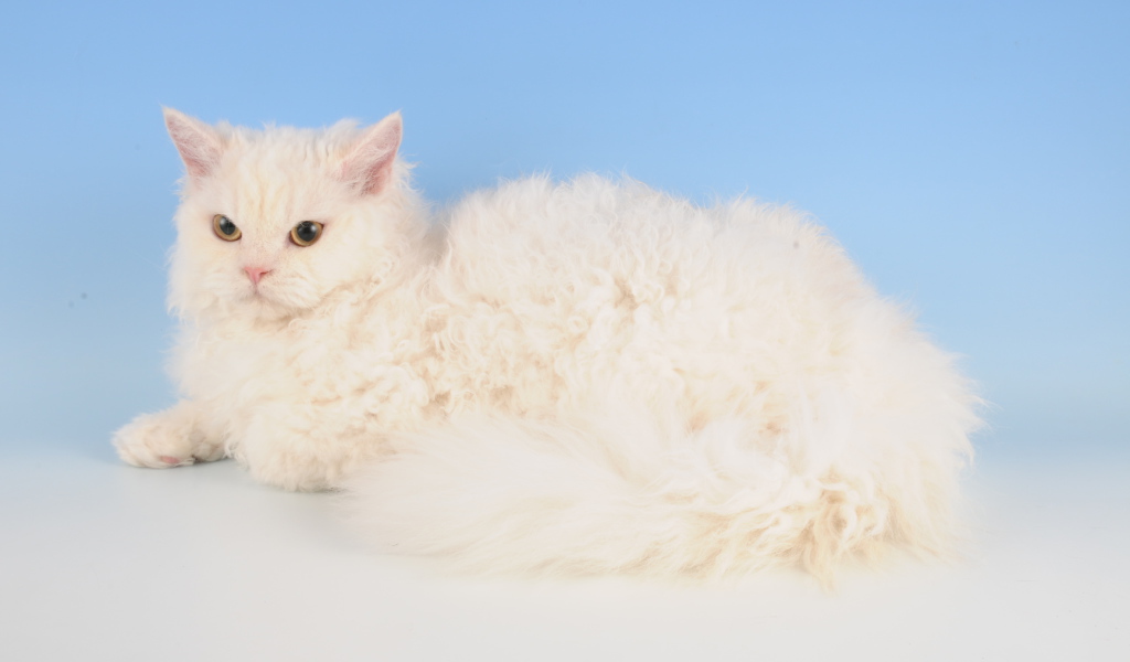 Белый селкирк рекс