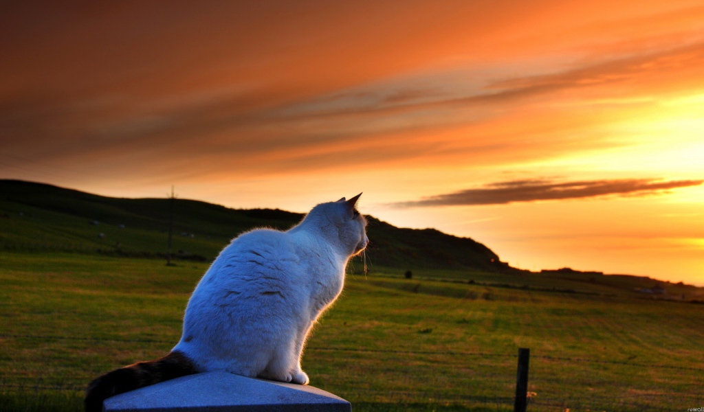 Белый кот смотрит на закат