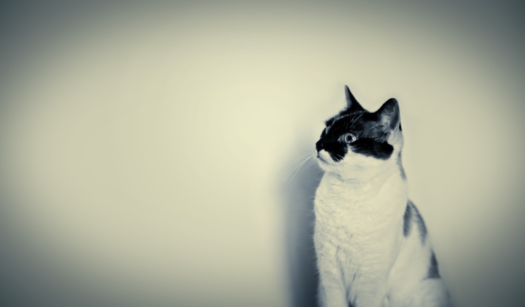 Белый кот с черной мордой