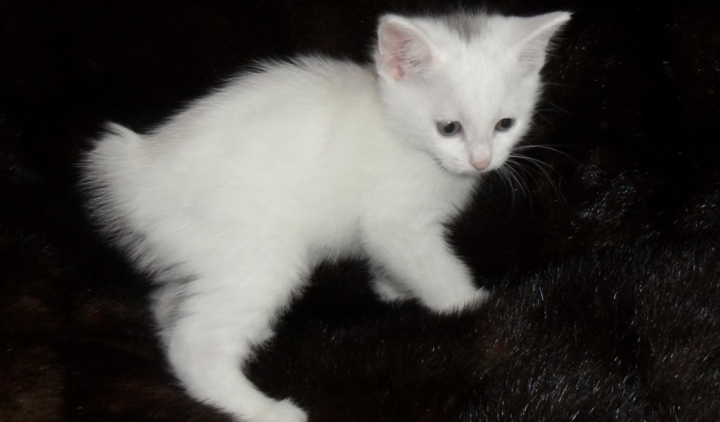 Белый котенок курильского бобтейла