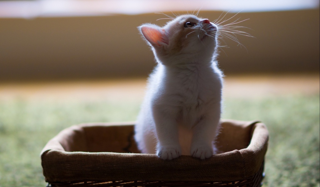 Белый котенок в корзине