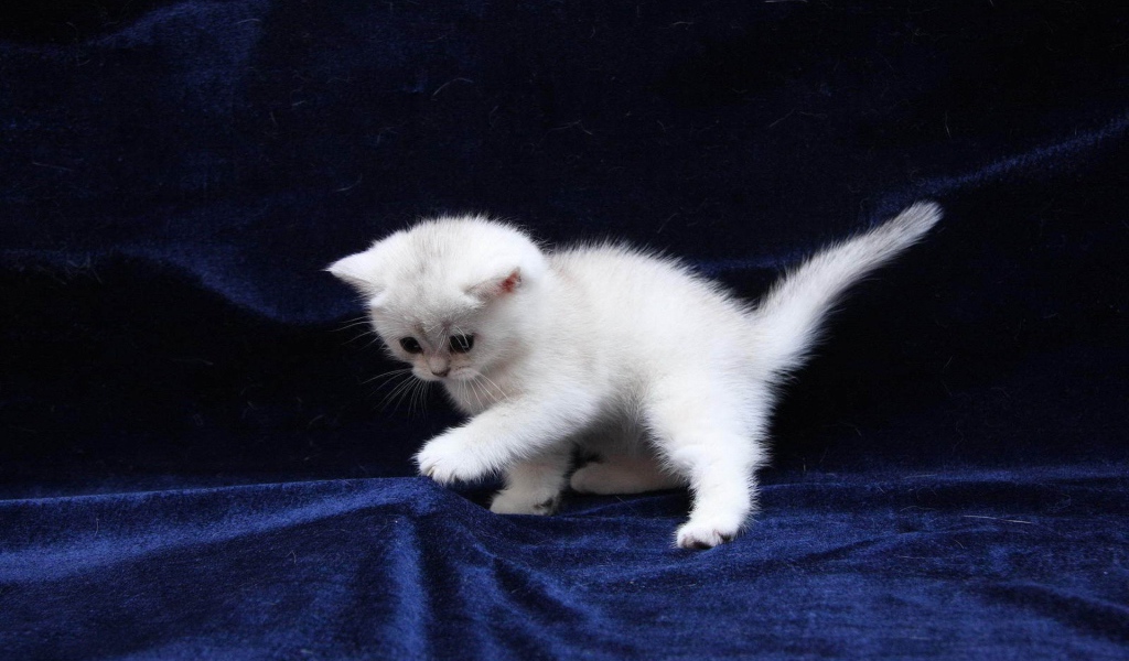 White kitten on the blue fabric